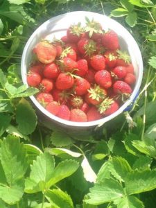 Doug Wright reports a bumper crop of strawberries over Head Tide Hill. (Photo courtesy Doug Wright)