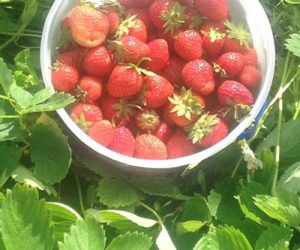 Doug Wright reports a bumper crop of strawberries over Head Tide Hill. (Photo courtesy Doug Wright)