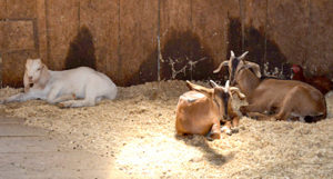 Goats rest inside the barn at High Hopes Farm in Bristol. (Maia Zewert photo)