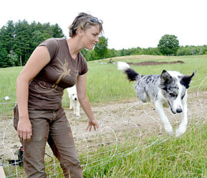 Laurel Banks’ border collie, Lil, jumps into the paddock where a flock of about 300 Gotland sheep were grazing on the Shepherds Craft Farm in Whitefield Tuesday, June 28. A Great Pyrenees, which guards the flock, looks on in the background. (Abigail Adams photo)