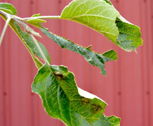 Noticeable defoliation of oak and apple trees is one sign of a possible browntail moth infestation. Though small in size, the caterpillars can cause severe damage to trees during their feeding from early June to when they cocoon in late June. (Haley Bascom photo)