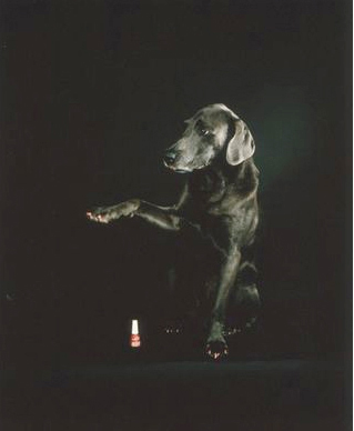 William Wegman's first color photograph, "Fey Ray," features his dog Man Ray wearing red nail polish.