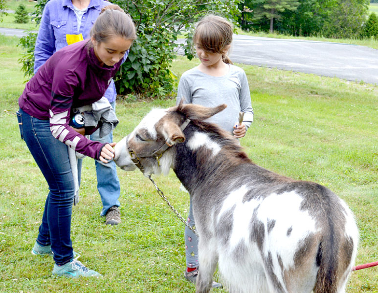 Tavin, one of two donkeys from Hideaway Farms to attend the Dresden Summerfest, enjoys attention from attendees. (Haley Bascom photo)