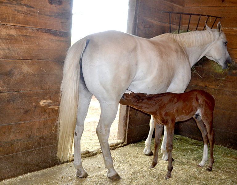 It'ss dinner time for Indie, quarter horse Jannb's new colt. Indie was the first of two colts born in the same Wiscasset stables July 5. (Charlotte Boynton photo)