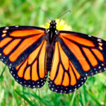 PWA Nature Hike about Monarchs