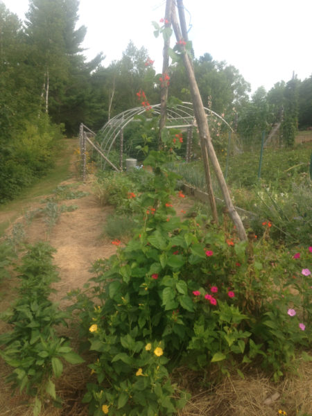 The compost-fed garden. (Photo courtesy Doug Wright)