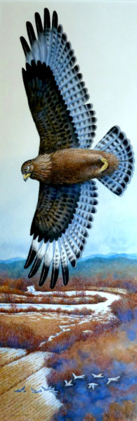 "Hawk Over the Sheepscot River" by Jon Luoma.