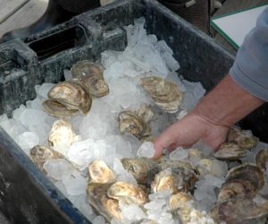 A total of 15,700 oysters were shucked at the Pemaquid Oyster Festival in Damariscotta on Sunday, Sept. 25. (Alexander Violo photo)