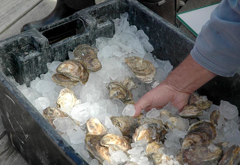 A total of 15,700 oysters were shucked at the Pemaquid Oyster Festival in Damariscotta on Sunday, Sept. 25. (Alexander Violo photo)