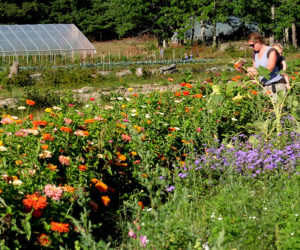 Angie, with son Skellan, picking flowers on a lovely Friday afternoon at Squire Tarbox Farm.