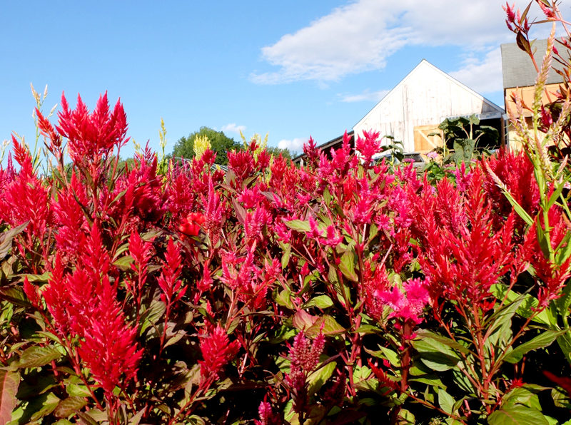 Wow -- Celosia argentea var. plumosa!