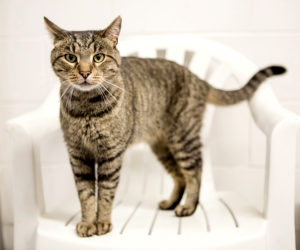 Tigger is available for adoption at the Lincoln County Animal Shelter in Edgecomb. Cats are fee-waived through the end of October.