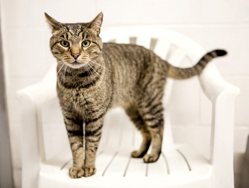 Tigger is available for adoption at the Lincoln County Animal Shelter in Edgecomb. Cats are fee-waived through the end of October.