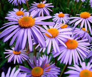 New England aster, Symphyotrichum novae-angliae.