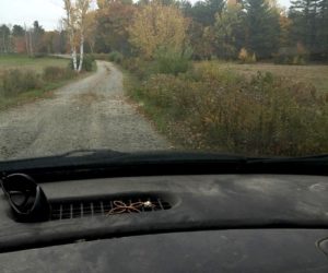 Roadside bushes (Photo courtesy Doug Wright)