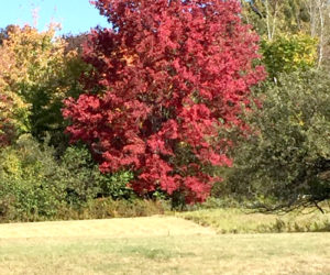 A tree in Whitefield has turned color sooner than its neighbors. (Photo courtesy Doug Wright)