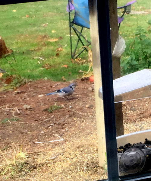 Robin suspects the blue jays of hogging the birdseed. (Photo courtesy Doug Wright)