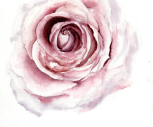 "Rose," by Hindley Wang
