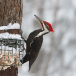 Mid-Coast Audubon Christmas Bird Counts