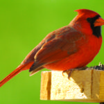 PWA Bird-Seed Sale Continues