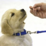 Dog Obedience at CLC YMCA