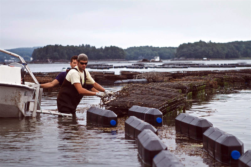 Mook oyster farm (Photo courtesy Bill Mook)