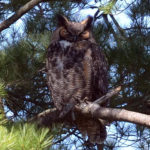 Owl Prowl, Full-Moon Hike at HVNC