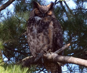 A great horned owl (Photo courtesy Callie Wronker)