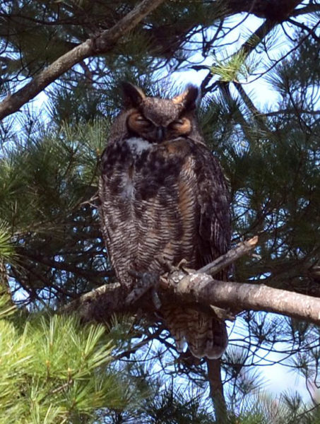 A great horned owl (Photo courtesy Callie Wronker)