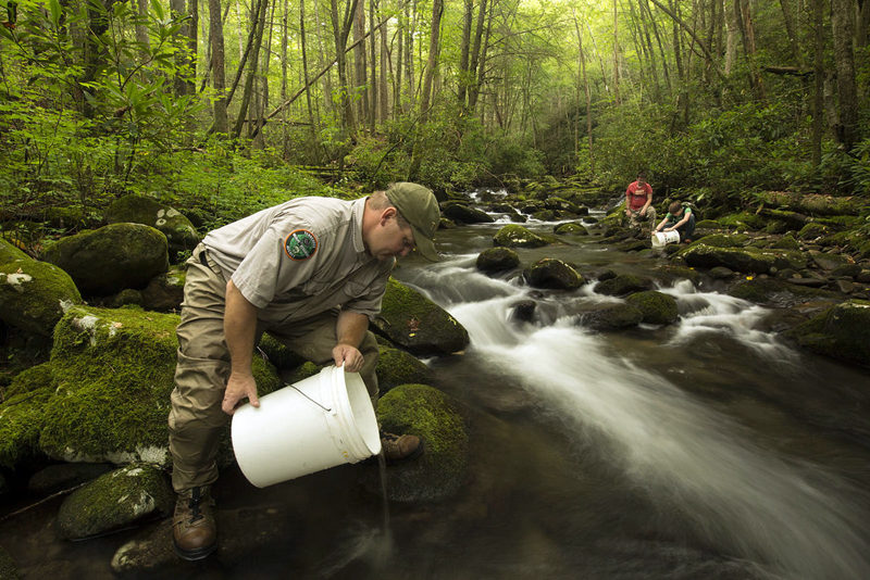 A scene from the short film Bringing Back the Brooks, a poetic look at the Southern Appalachian brook trout, which is being brought back from the brink  by hand, bucket and hoof. The film is part of the Wild and Scenic Film Festival to be hosted by the Damariscotta River Association in February.