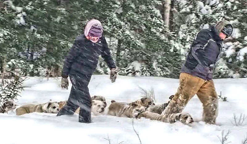 Jessica and Pete Seiders walk some of their olde English bulldogges through the snow at their Bristol home. (Photo courtesy Jessica Seiders)