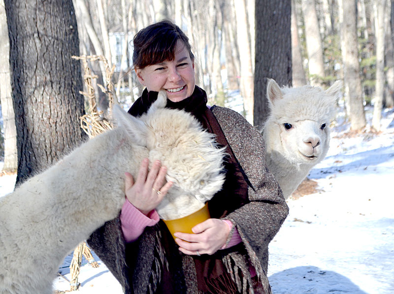 Alpacas Gussy and Fleecy enjoy a treat and a visit from their owner and caregiver, Lee Bodmer, the morning of Saturday, Feb. 4. (Charlotte Boynton photo)