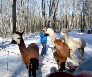 Bella Bodmer visits with alpacas Gussy, Fleecy, Marty, and Will at the Bodmers' Westport Island home. (Charlotte Boynton photo)