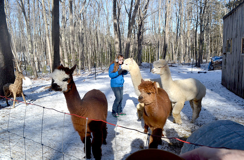 Bella Bodmer visits with alpacas Gussy, Fleecy, Marty, and Will at the Bodmers' Westport Island home. (Charlotte Boynton photo)