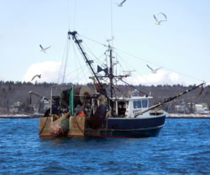 The Ocean Spray, of Back Cove, hauls in a net full of shrimp Thursday, Feb. 2. (Photo courtesy Nancy Hanna)