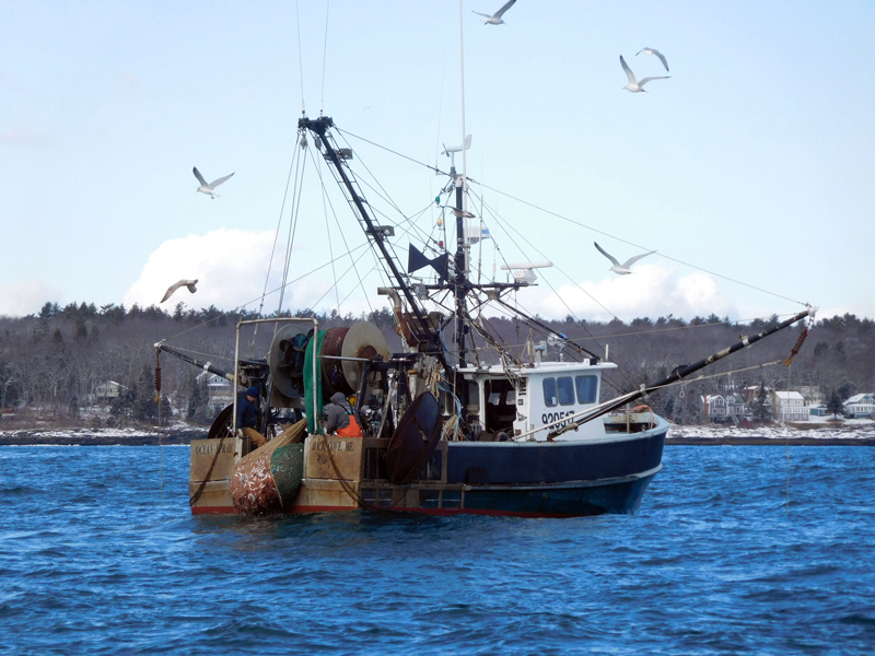 The Ocean Spray, of Back Cove, hauls in a net full of shrimp Thursday, Feb. 2. (Photo courtesy Nancy Hanna)