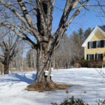 Sugarhouses Open This Weekend for Maine Maple Sunday