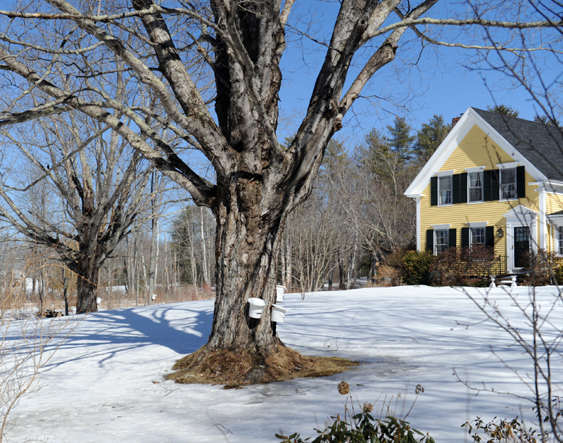 Sugarhouses Open This Weekend for Maine Maple Sunday - The Lincoln