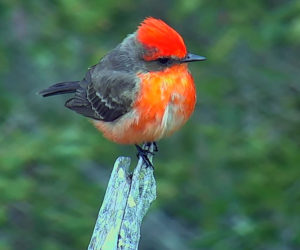 A vermilion flycatcher visits Hog Island in Bremen on April 17. The bird was first spotted by a webcam operator in Germany. (Image courtesy National Audubon Society)