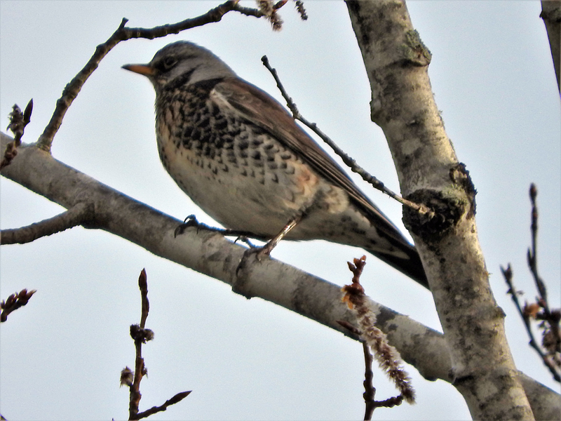 A fieldfare, native to northern Europe and Asia, perches on a tree branch in Newcastle on April 19. (Photo courtesy Jeff Cherry)