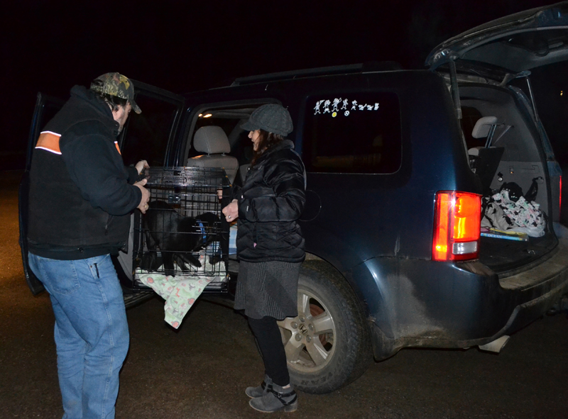 Christina Nelson (right) loads a crate of puppies into her vehicle with help from another volunteer with Underhound Railroad. After being rescued from high-kill shelters in the South, the dogs are transported to Maine, usually arriving in the middle of the night. (Maia Zewert photo)