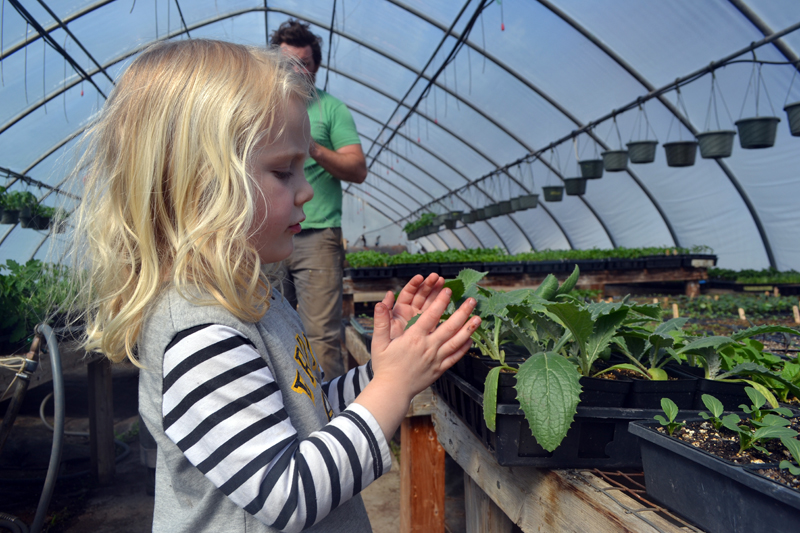 Clodagh McQuillen inspects one of the plants in the greenhouse at 49 Center St. in Damariscotta, the former home of Spencer's Greenery. Coldagh's parents, Brady Hatch and Brendan McQuillen, own Morning Dew Farm and are leasing the Center Street property. (Maia Zewert photo)