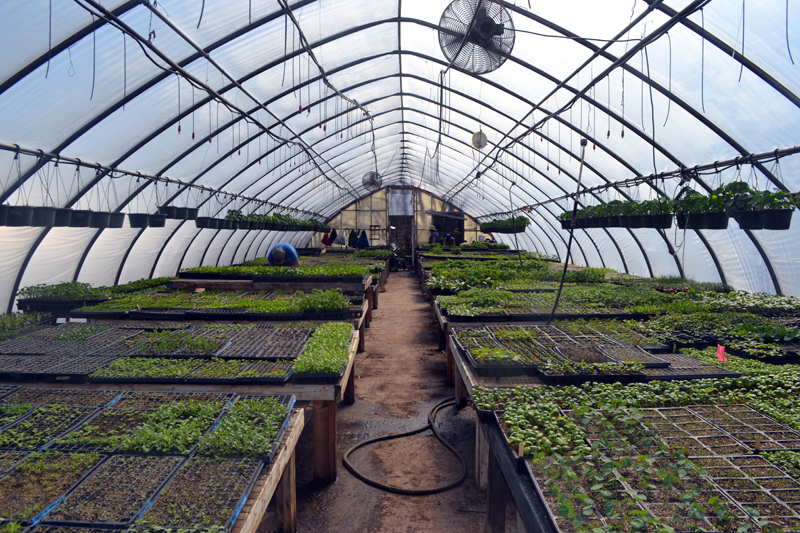 Plants from Morning Dew Farm fill one of the greenhouses at 49 Center St. in Damariscotta. (Maia Zewert photo)