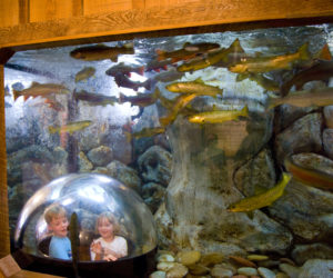 Children watch fish swim by in the Riverbed Aquarium, near the main entrance to L.L. Bean's flagship store in Freeport. The Newcastle office of Tenji Aquarium Design + Build designed the aquarium. (Photo courtesy Michael Richard)