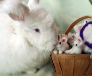 Daisy the rabbit nspects needle-felted rabbits.