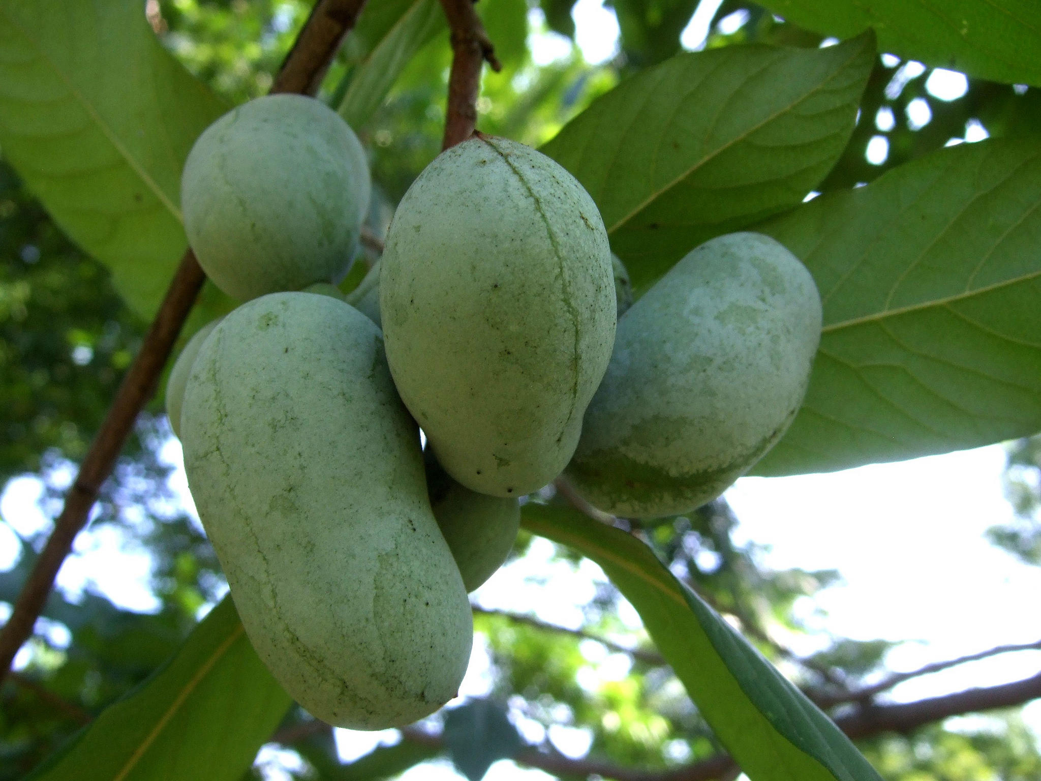 This pawpaw, Asimina triloba, is winter-hardy to Zone 5 and has fruits that ripen in fall and taste somewhat like a banana or cantaloupe custard. (Photo coutesy Wendell Smith)
