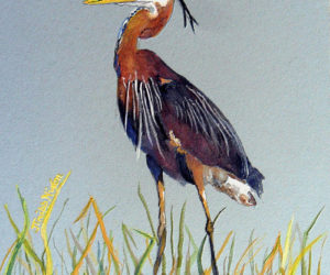 The gouache titled "Great Blue Heron," by Judy Nixon, is at the Pemaquid Group of Artists show currently at Pemaquid Watershed Association's office-gallery.