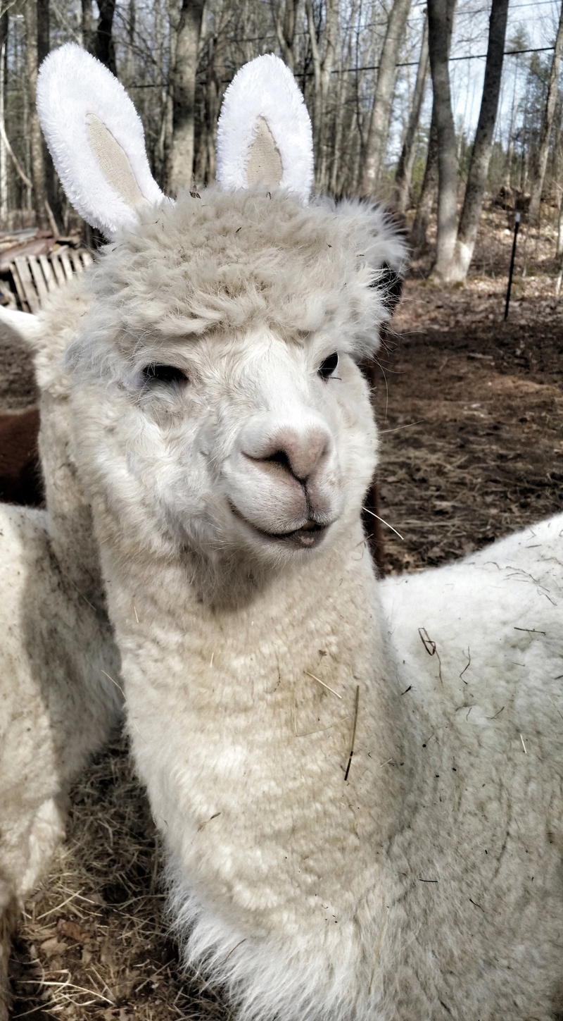 Gussy the alpaca is all dressed up for Easter! (Photo courtesy Lee Bodmer)