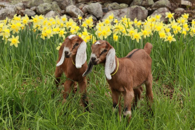 Kid goats enjoy spring at Pumpkin Vine Family Farm in Somerville.