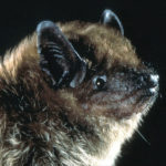 Bats Demystified at Midcoast Conservancy Talk